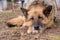 Sleeping german shepherd dog outdoor on ground