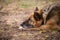 Sleeping german shepherd dog outdoor on ground