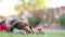 Sleeping German shorthair pointer puppy with flowers