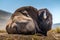 Sleeping giant - Bison resting in the prairie