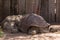 Sleeping  giant tortoise resting it big body