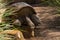 Sleeping  giant tortoise resting on a rock