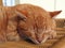 A Sleeping Ginger Cat