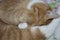 Sleeping ginger kitten close-up. The cat covers the nose with a paw. The tabby cat sleeps curled up in a ball