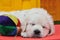 Sleeping golden retriever puppy