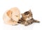 Sleeping golden retriever puppy dog and british cat together. is