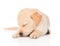 Sleeping golden retriever puppy dog. on white background