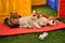 Sleeping golden retriever puppy with toys