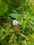 Sleeping Grass Sensitive Plant Flower