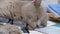 Sleeping Gray British Cat with Glasses Lies on Scattered Books on Table. Zoom