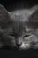 Sleeping gray kitten black background.