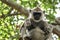Sleeping gray langur monkey ape on tree