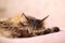 Sleeping Gray Tabby Cat Portrait