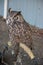 Sleeping Great Horned Owl & x28;Bubo virginianus& x29;, also known as the