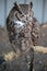 Sleeping Great Horned Owl & x28;Bubo virginianus& x29;, also known as the