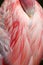 Sleeping Greater Flamingo Pink Feathers Detail