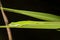 Sleeping Green Anole - Anolis carolinensis