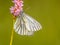 Sleeping Green-Veined white