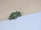 Sleeping Grey Tree Frog