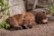 Sleeping grizzly bear brown fur tired fluffy