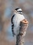 Sleeping hairy woodpecker