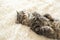 Sleeping happy tabby Kitty on fur cover