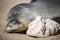 Sleeping Hawaiian monk seal on the beach