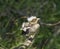 Sleeping hawfinch baby on branch