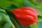 Sleeping Hibiscus, South American Wax Mallow, Malvaviscus arboreus, nature flower