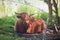 Sleeping Highland cattle. Scottish breed is a rustic cattle which has long horns and a long shaggy coat. Close up of