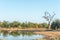 Sleeping hippo, lioness lying down and a tree with vultures