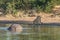 Sleeping hippo, red-billed oxpecker and lioness drinking water