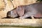 Sleeping Hippopotamus in the sunshine