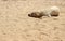 Sleeping homeless dog on a sandy