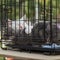 Sleeping homeless white and grey adult cats cats from shelter for animals in a cage, expecting them to find kind owner