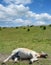 Sleeping Horse Haflinger in Summer