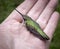 Sleeping Hummingbird in Open Hand