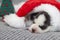 Sleeping husky puppy in santa hat lies with a little knitted christmas tree. The puppy sleeps in a New Years cap. Merry Christmas
