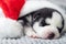 Sleeping husky puppy in santa hat. The puppy sleeps in a New Years cap. Merry Christmas and Happy New Year