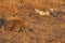Sleeping hyenas in Kruger National Park. South Africa 3
