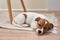 Sleeping jack russel terrier puppy dog on the floor, closeup