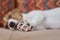 Sleeping jack russel terrier puppy dog on the sofa, focus on paw