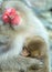 Sleeping japanese macaque and cub. The Japanese macaque ( Scientific name: Macaca fuscata), also known as the snow monkey. Natural