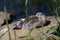 Sleeping juvenile gull during feather change