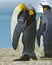 Sleeping king penguin