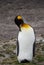 Sleeping King Penguin with Its Beak on Its Chest