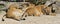 Sleeping kingdom. Lion pride Panthera Leo Persica sleeps and sees sweet dreams