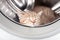 Sleeping kitten inside laundry washer