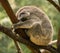 Sleeping Koala in Australia
