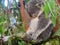 Sleeping Koala Bear on Eucaliptus Tree